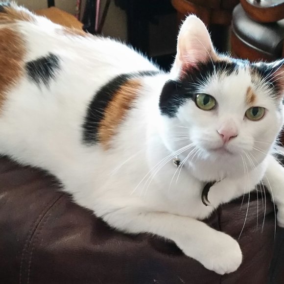 Meet your Posher, Patrice - Picture 7 of 13